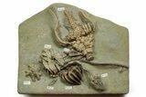Fossil Crinoid Plate (Six Species) - Crawfordsville, Indiana #371586-1